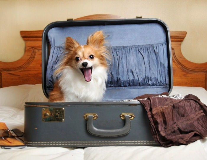 Проживание с животными - Апартаменты Курорта Красная Поляна (бывш. «Горки Город»)